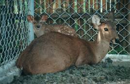 deer-farm_clip_image004_0000