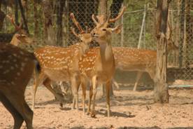 deer-farm_clip_image006