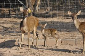 deer-farm_clip_image008