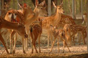 deer-farm_clip_image024